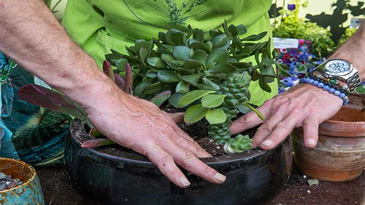 Jet Set Growth Thumbnail